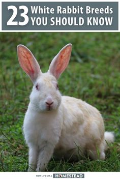 a white rabbit sitting in the grass with text overlay that reads 23 white rabbit breeds you should know