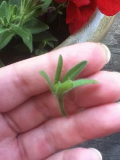 a hand holding a tiny green plant in it's palm