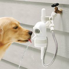 a dog drinking water out of a faucet attached to a house's wall