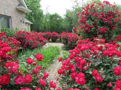 red roses are blooming in front of a brick building and garden path that leads to the house