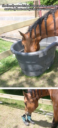 a horse drinking water from a large bowl