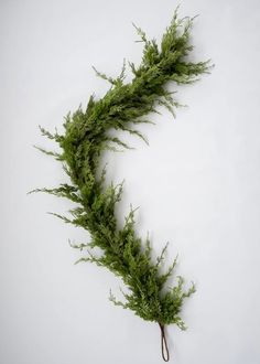 a green plant on a white background