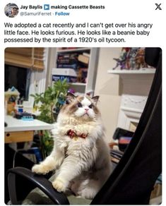 a cat sitting on top of an office chair in front of a computer desk with the caption, we adopted a cat recently and i can't get over his angry