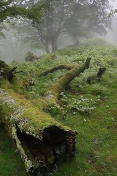 moss covered logs in the middle of a field