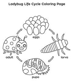 the ladybug life cycle coloring page for kids to print out and color on