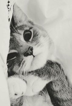 a black and white photo of a cat peeking out from under the covers