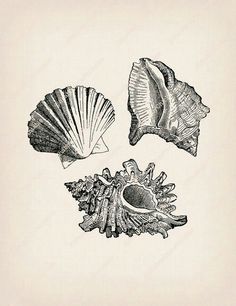 three seashells are shown in black and white on a light pink paper background