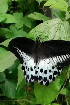 a black and white butterfly sitting on some green leaves