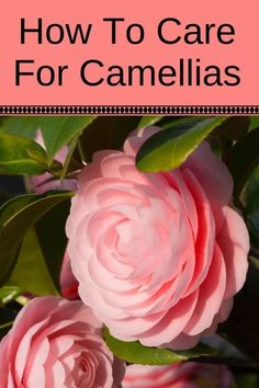pink roses with the words how to care for camellias