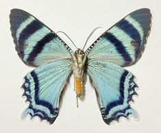 a blue and white butterfly with stripes on its wings