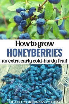 how to grow honeyberries an extra early cold - hard fruit