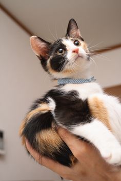 a cat that is sitting in someone's hand