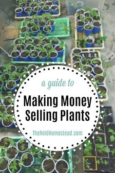 many plants are growing in small pots with the words, a guide to making money selling plants