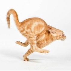 an orange tabby cat playing with a white background