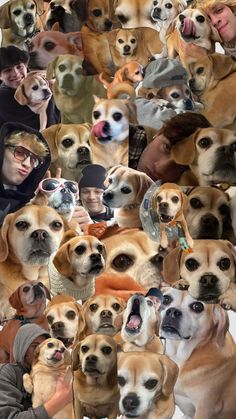 a collage of dogs and people with their faces in the same photo, all looking different