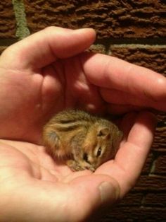 a person holding a small rodent in their hand