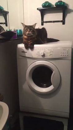 a cat sitting on top of a washing machine