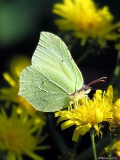 a green butterfly sitting on top of a yellow flower