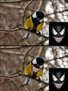 a yellow and black bird sitting on top of a tree branch