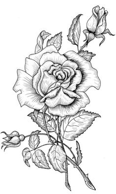 a black and white drawing of a rose