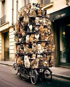 many cats are sitting in baskets on the back of a bicycle that is parked next to a building