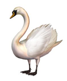 a white swan is standing with its wings spread out and it's head turned to the side