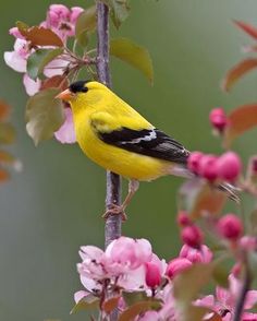 a yellow and black bird is perched on a branch with pink flowers in the background