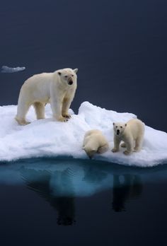 three polar bears on an ice floet in the ocean with one bear looking at another