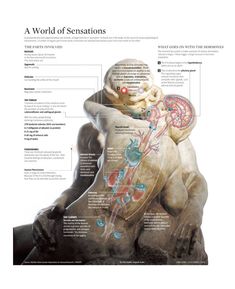 an image of the anatomy of a human body and its major functions in spanish language