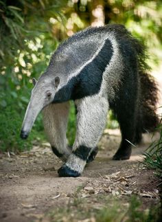 an anteater is walking on the dirt path