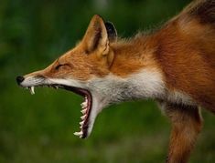 a red fox with its mouth open showing teeth