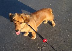 a small brown dog on a leash with its tongue hanging out