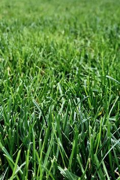 the green grass is growing very high in the field