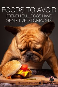 a french bulldog eating a hamburger with the caption, foods to avoid french bulldogs have sensitive stomachs