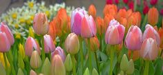 many pink and orange tulips are growing in the garden with other flowers behind them