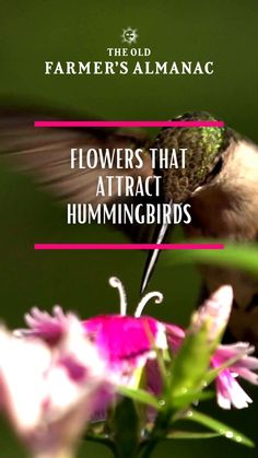 a hummingbird hovering over a pink flower with the words flowers that attract hummingbirds