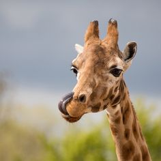 a giraffe sticking its tongue out with trees in the background