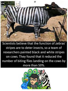 a zebra standing next to a cow on top of a dirt field