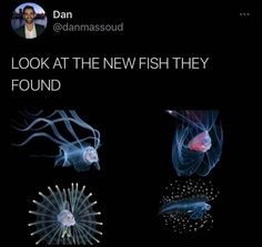 an image of fish in the dark with caption that reads, look at the new fish they found