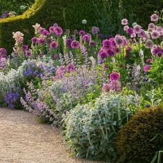 a garden filled with lots of purple flowers and green plants next to a walkway surrounded by hedges