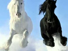 two black and white horses are running in the snow, one is galloping behind the other