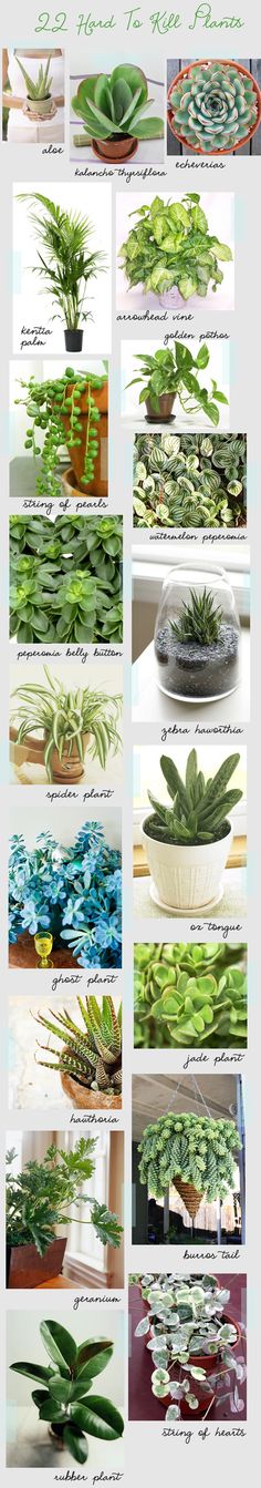 many different types of plants and their names