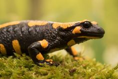 an orange and black frog sitting on top of moss