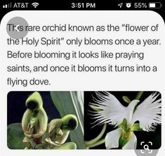 Weird Flowers, Flower Planting, Flying Dove, Rare Orchids, Theme Nature, Idee Cosplay, Unusual Flowers, Images Esthétiques, The Holy Spirit