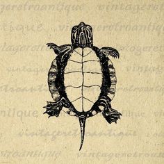 a drawing of a turtle on top of a piece of paper with writing underneath it