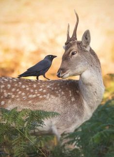 a black bird sitting on top of a deer's head next to a fawn