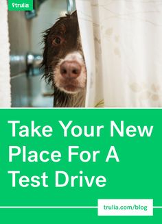 a dog peeking out from behind a curtain with the words take your new place for a test drive