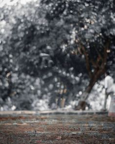 a person sitting on the ground in front of a tree with an umbrella over their head