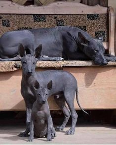 an adult dog and two baby dogs are standing in front of a wooden bench with their mother