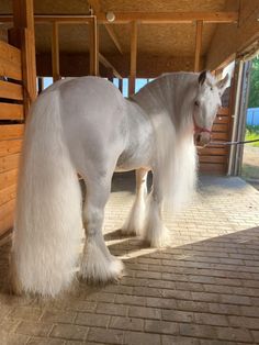 a white horse with long hair standing in an enclosed area next to a wooden building